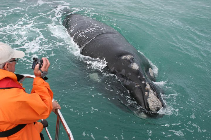 Whale Watching